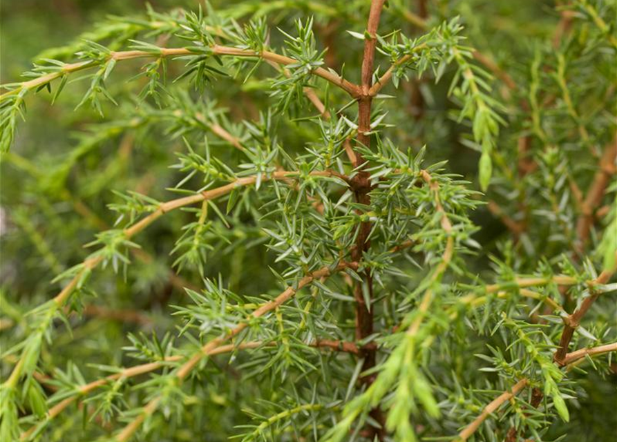 Juniperus com.'Hibernica' 