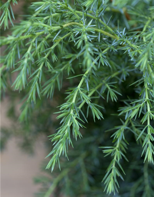 Juniperus com.'Hibernica' 