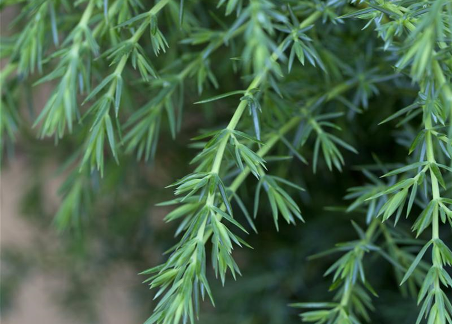 Juniperus com.'Hibernica' 