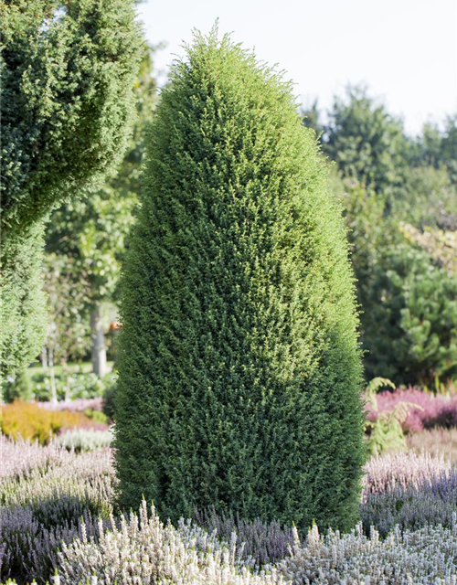 Juniperus com.'Hibernica' 