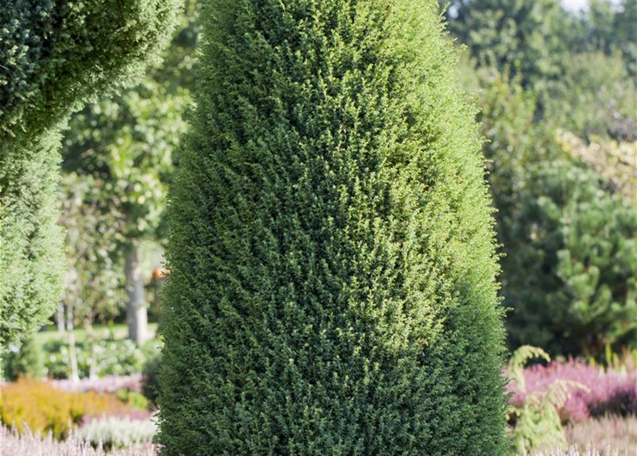 Juniperus com.'Hibernica' 