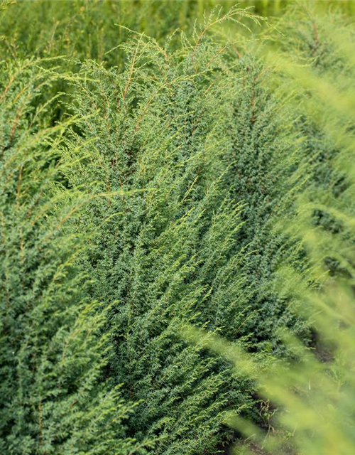 Juniperus com.'Hibernica' 