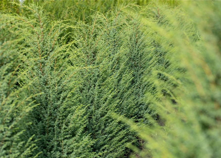 Juniperus com.'Hibernica' 