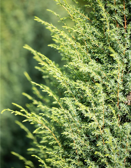 Juniperus com.'Hibernica' 