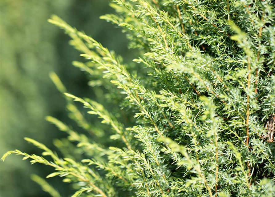 Juniperus com.'Hibernica' 