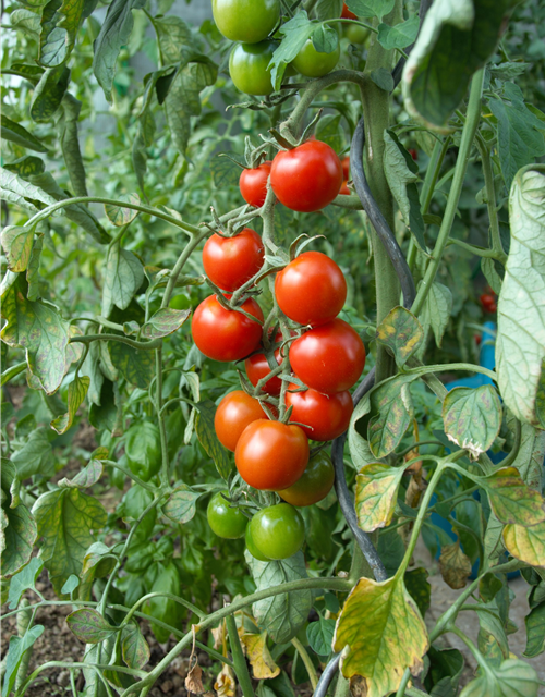 Tomate F1 veredelt 