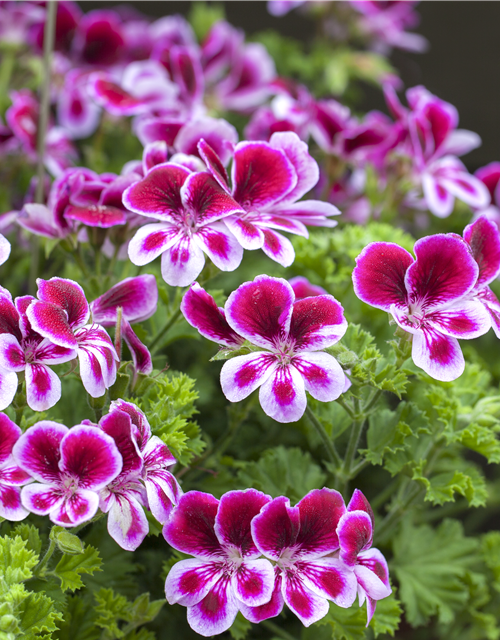 Pelargonium x grdfl. 