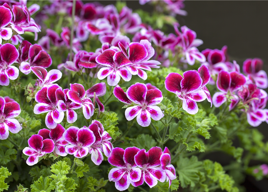 Pelargonium x grdfl. 