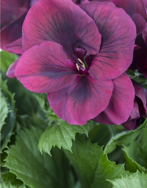 Pelargonium x grdfl. 