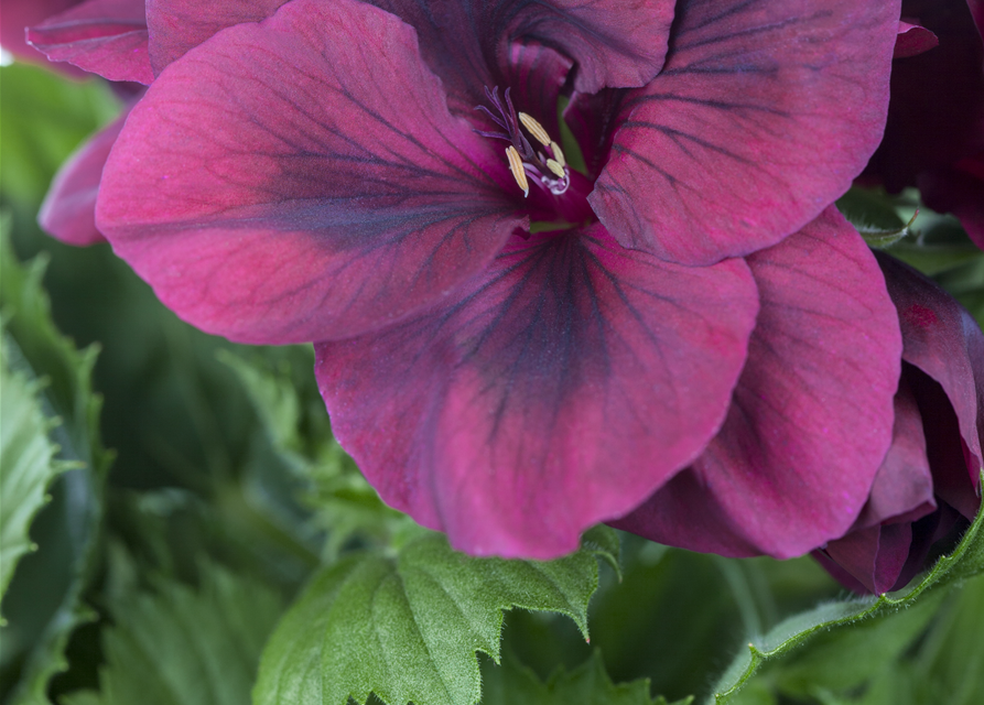 Pelargonium x grdfl. 