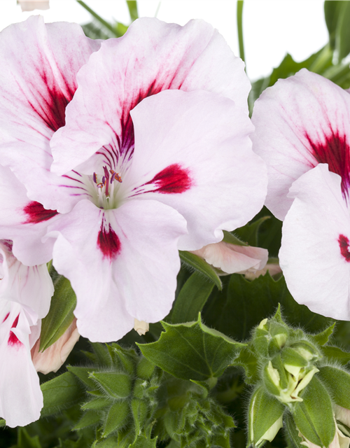 Pelargonium x grdfl. 