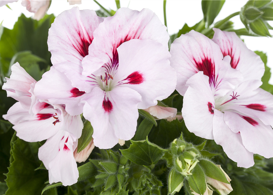 Pelargonium x grdfl. 