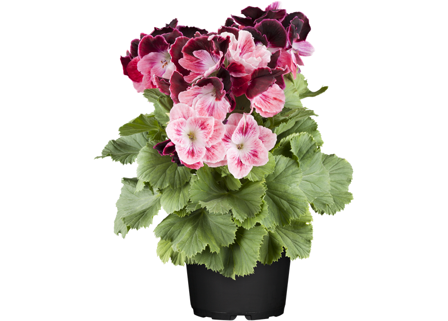 Pelargonium x grdfl. 