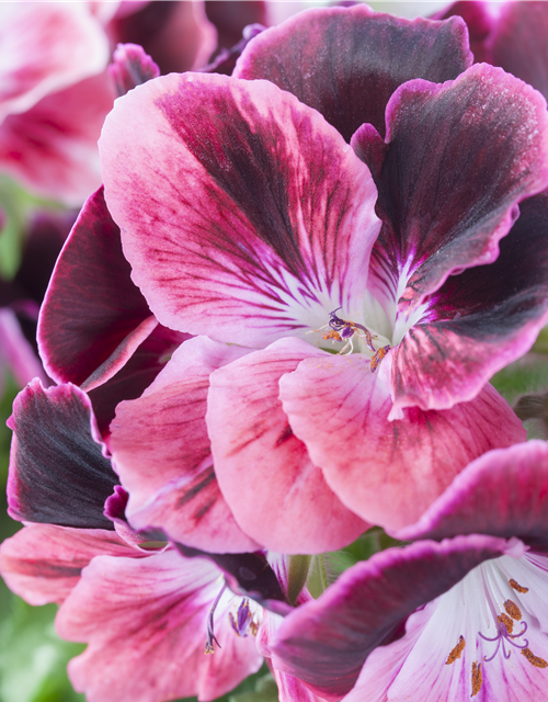 Pelargonium x grdfl. 