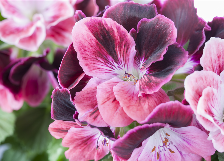 Pelargonium x grdfl. 