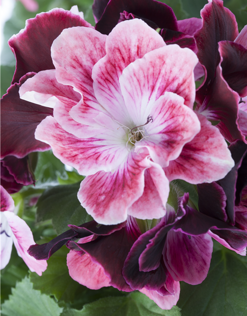 Pelargonium x grdfl. 