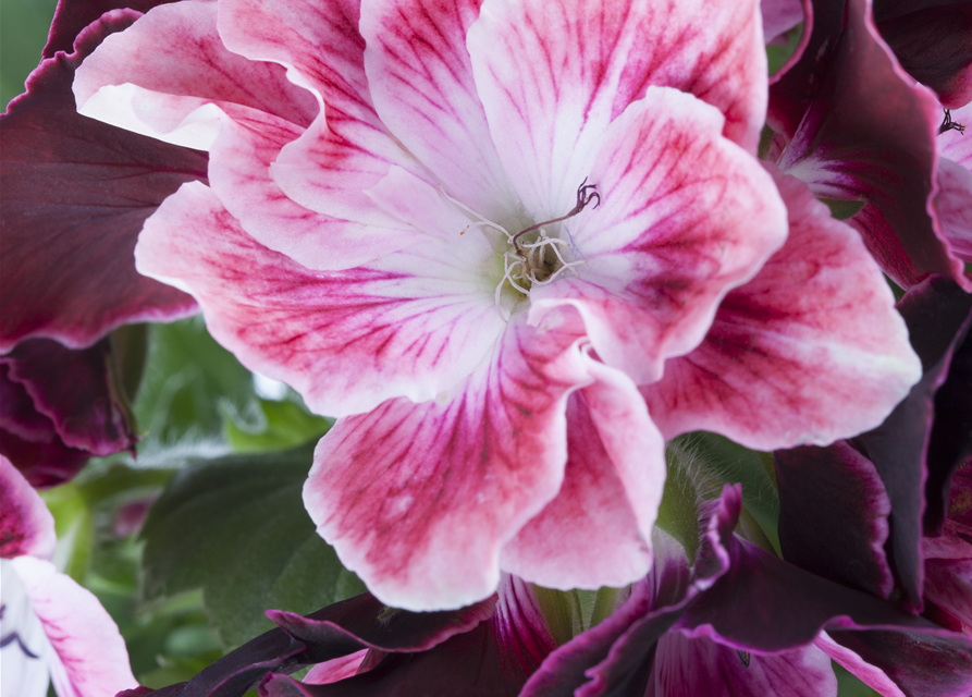 Pelargonium x grdfl. 