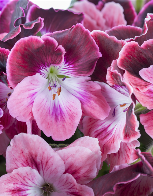 Pelargonium x grdfl. 