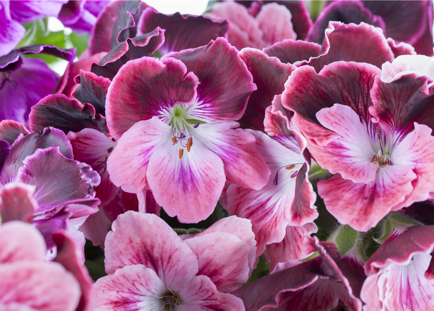 Pelargonium x grdfl. 