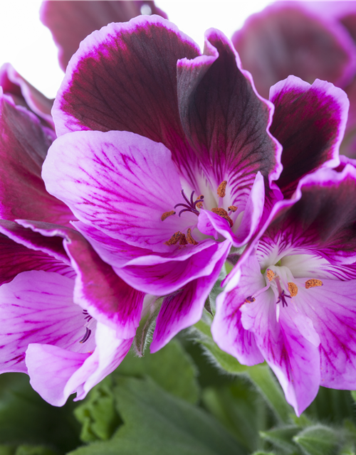 Pelargonium x grdfl. 