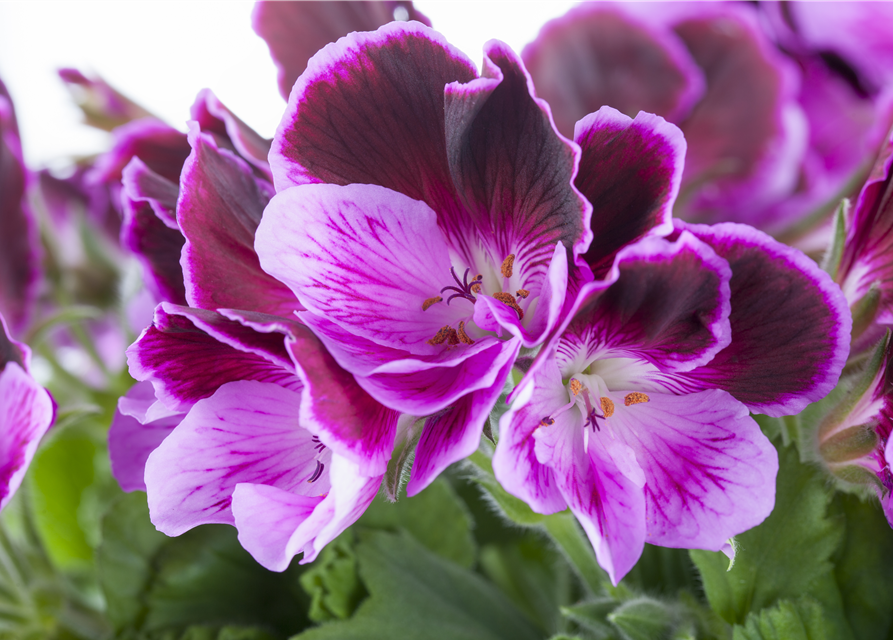 Pelargonium x grdfl. 