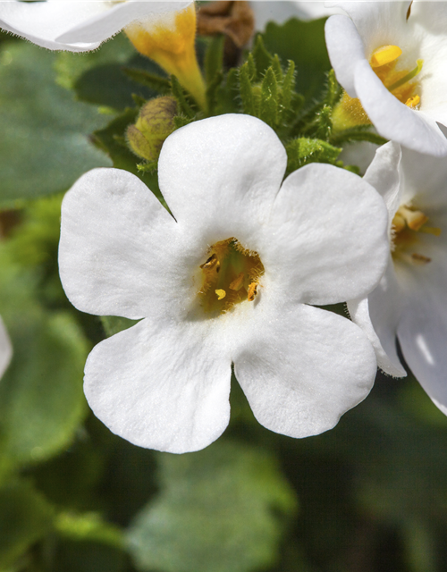 Bacopa (Sutera) cordata