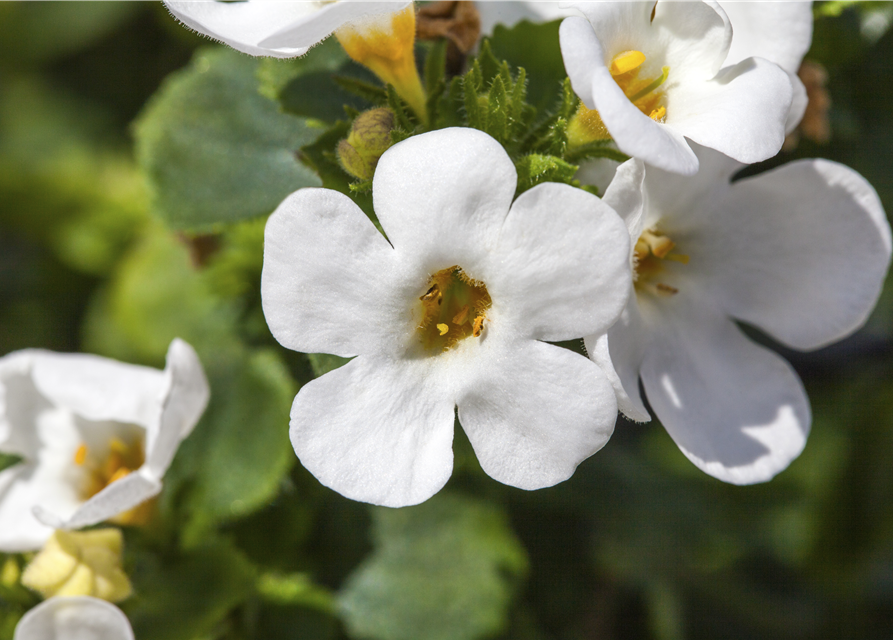 Bacopa (Sutera) cordata