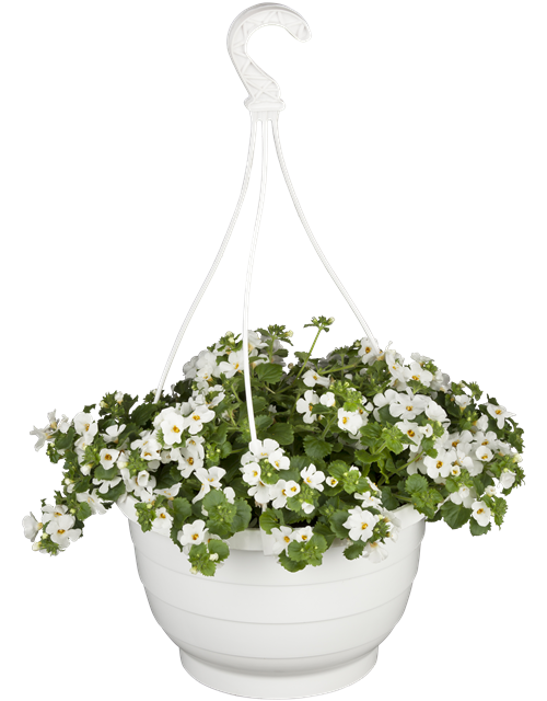 Bacopa (Sutera) cordata