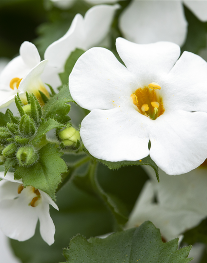 Bacopa (Sutera) cordata