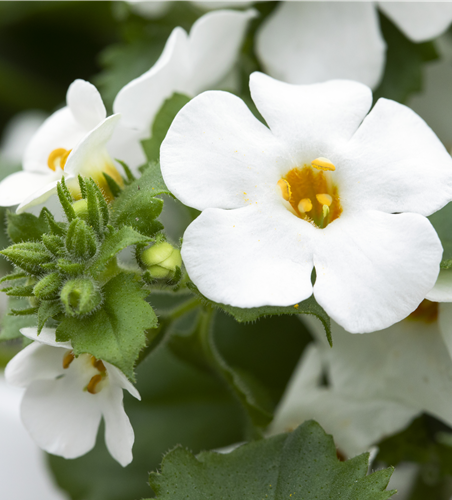 Bacopa (Sutera) cordata