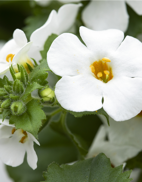 Bacopa (Sutera) cordata