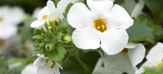 Bacopa (Sutera) cordata