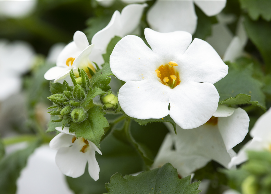 Bacopa (Sutera) cordata