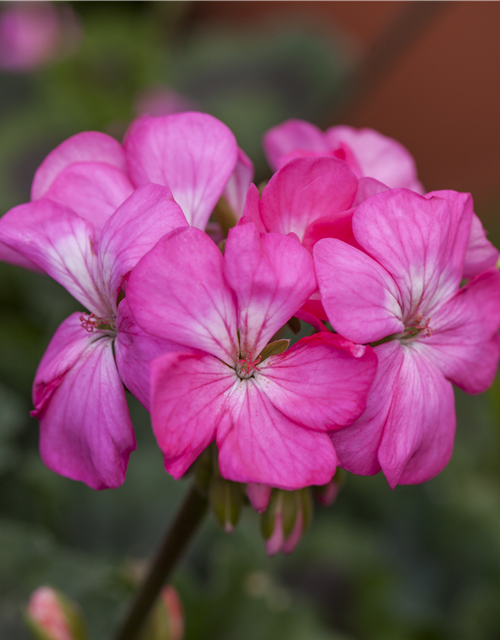 Pelargonium Antik