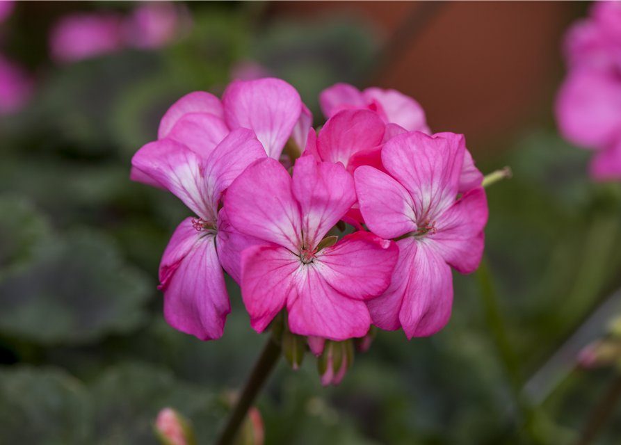 Pelargonium Antik