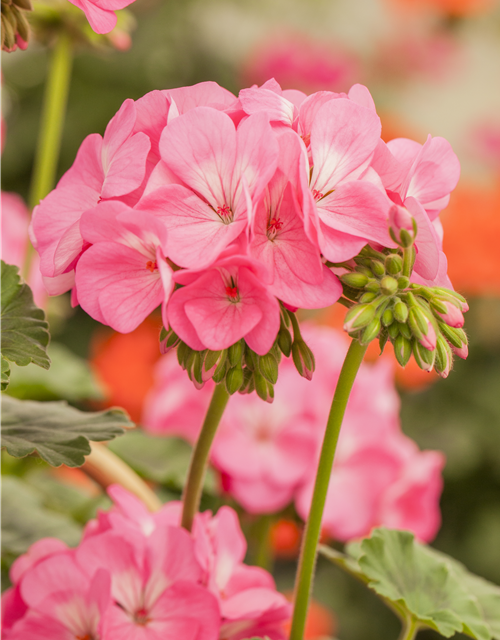 Pelargonium Antik