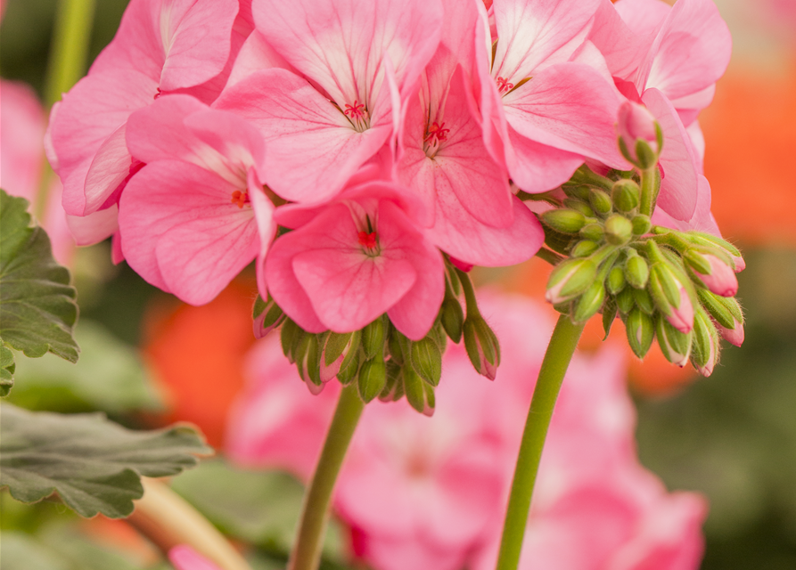 Pelargonium Antik