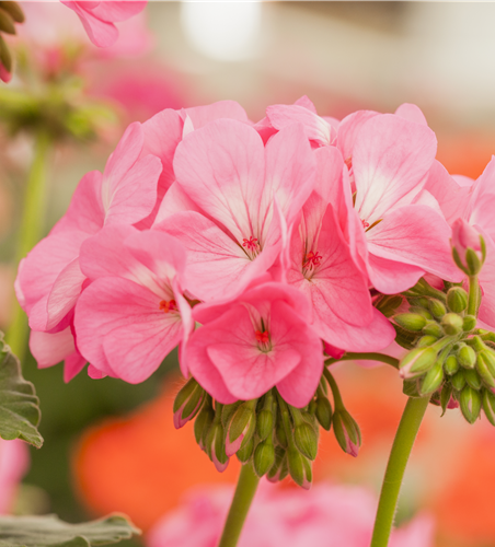 Pelargonium Antik