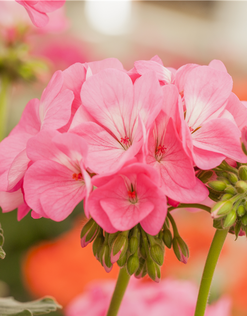 Pelargonium Antik