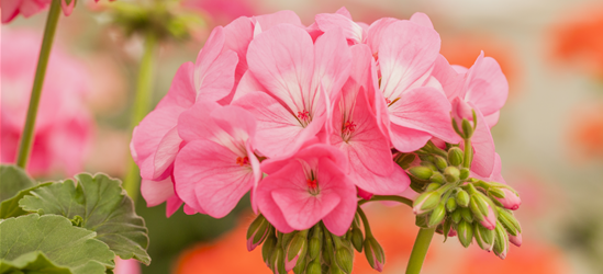 Pelargonium Antik