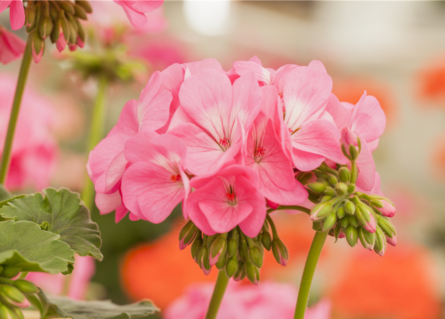 Pelargonium Antik