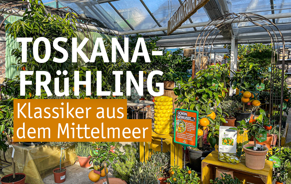 Aktuelles Website-1-Citrus 2025.png Aktuelles Website-1-Citrus 2025.png