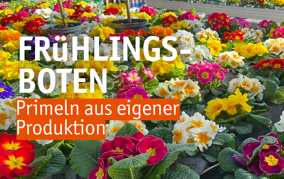 Aktuelles Website-3-Primeln(1).png Aktuelles Website-3-Primeln(1).png