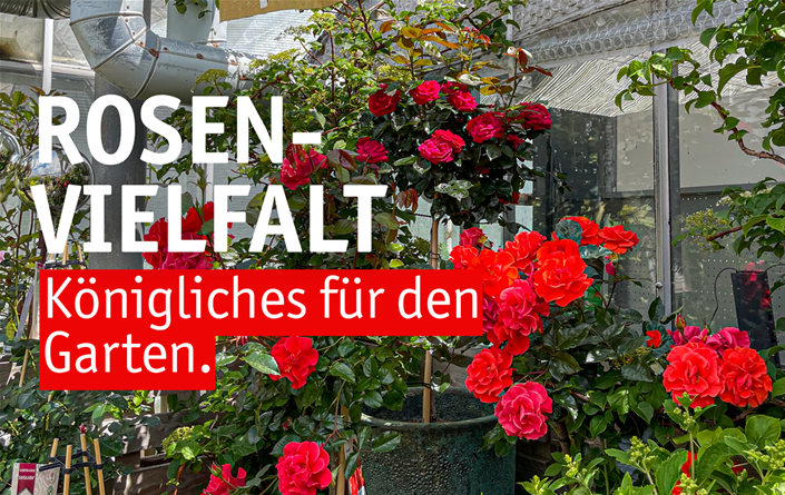 Aktuelles Website-13-Rosenvielfalt.png Aktuelles Website-13-Rosenvielfalt.png