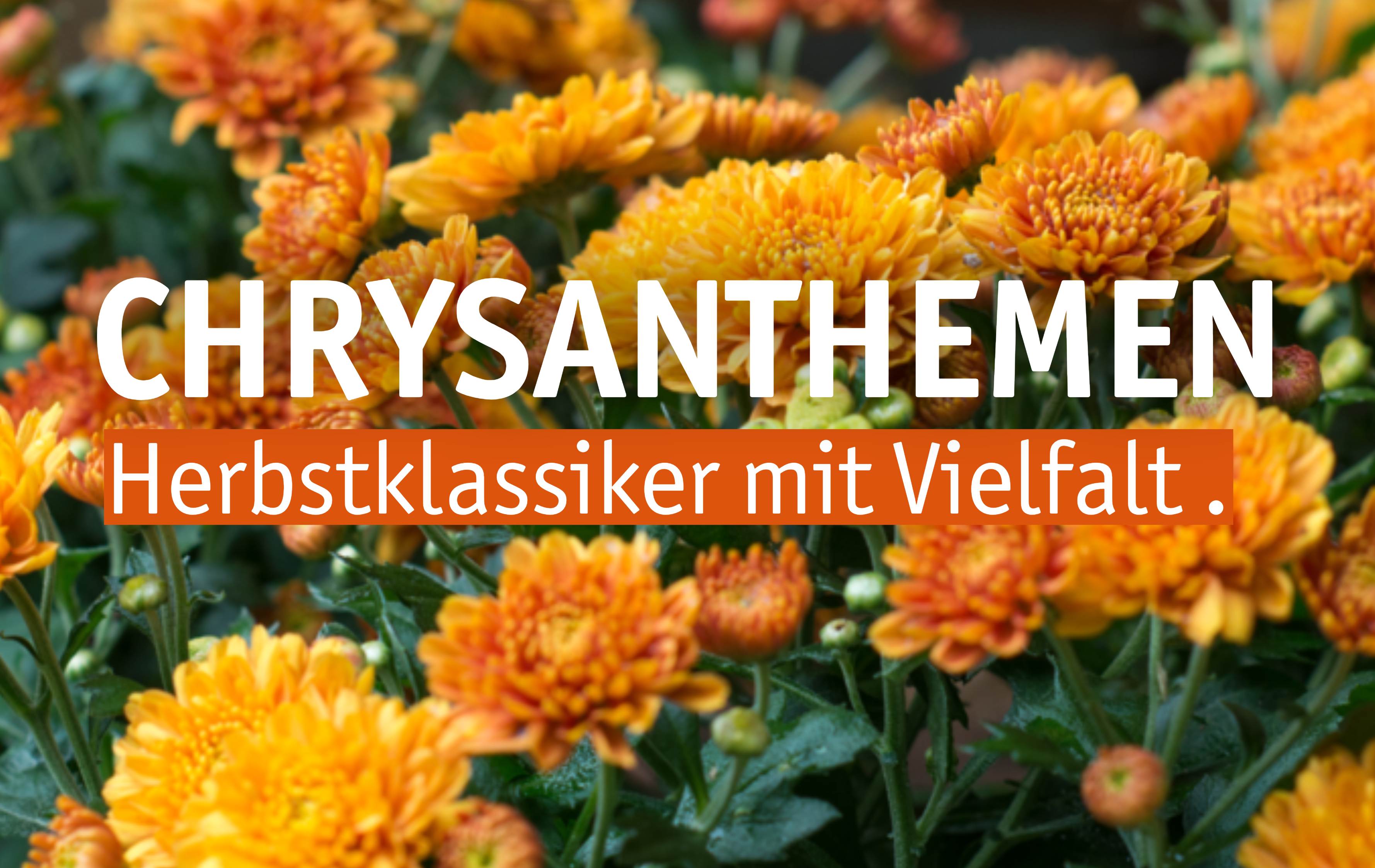 Aktuelles Website-16-Chrysanthemen.png Aktuelles Website-16-Chrysanthemen.png