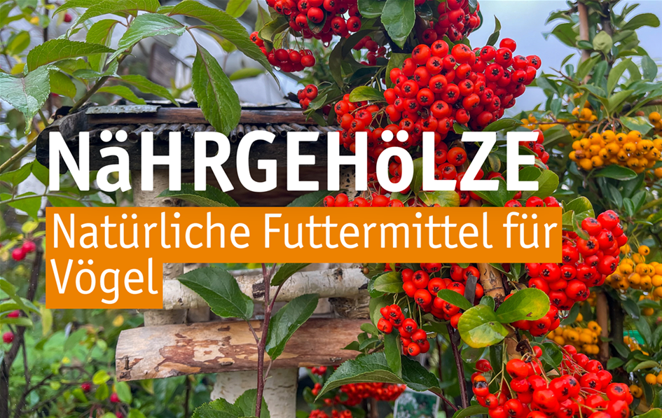 Aktuelles WebsiteNährgehölze.png Aktuelles WebsiteNährgehölze.png