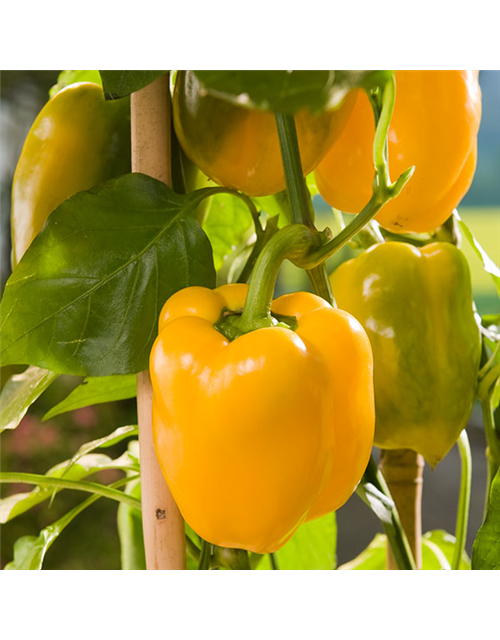 Paprika rot, grün, gelb