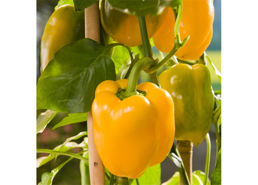 Paprika rot, grün, gelb