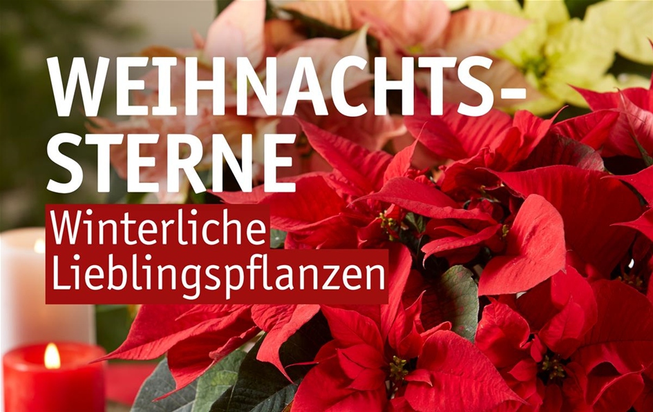 Weihnachtssterne Anzeiger.jpeg Weihnachtssterne Anzeiger.jpeg