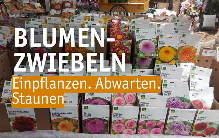 Aktuelles Website-4-Blumenzwiebeln.png Aktuelles Website-4-Blumenzwiebeln.png